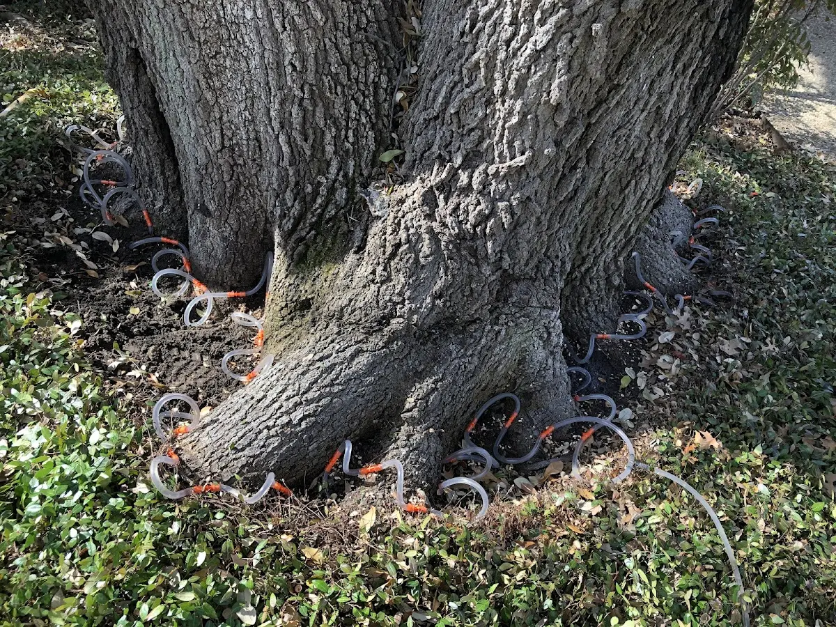 Detailed Tree Cabling and Bracing job site in Sylvania